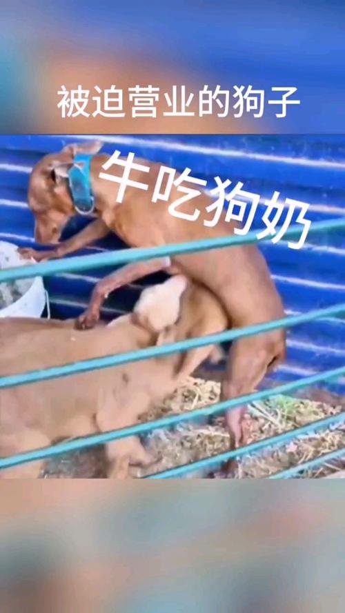 公天天吃我奶躁我——探索现代情感纠葛的真实写照