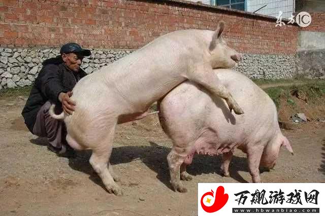 猪配艺术:-创新界的黑猪之谜