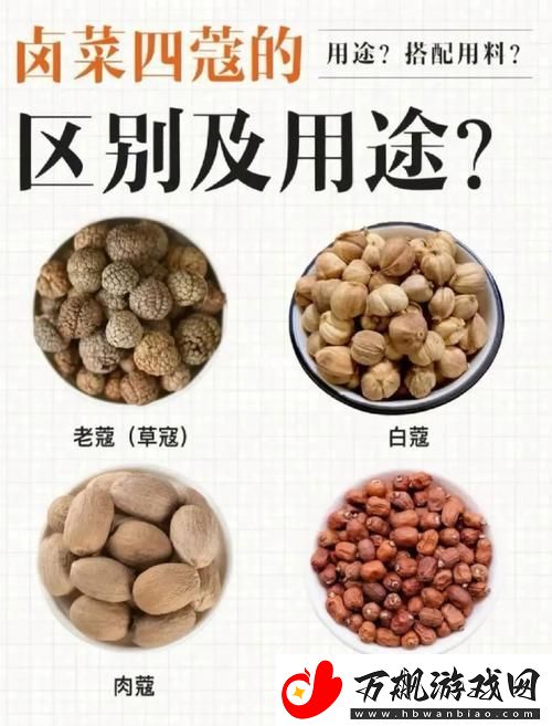 BBBBB和BBBBBB的用法和作用：优化网页排名的必备技巧