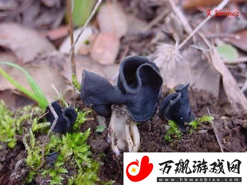 “黑硬蘑菇头”引发的科技狂潮：笑谈创新突破