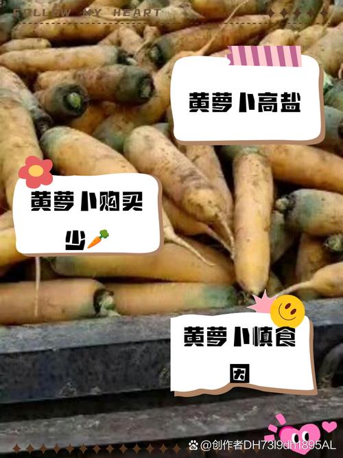 黄WWW禁止男女萝卜