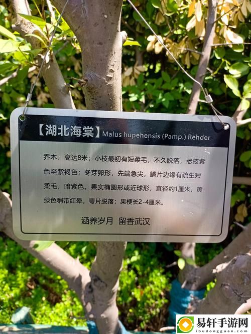 探寻海棠安全入口的神秘之旅