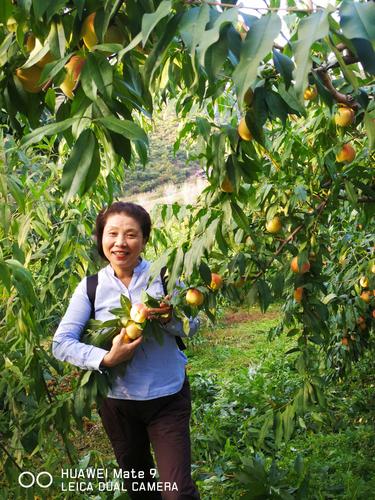 内容丰富美丽的桃子2电视剧在线观看：探讨情感与成长的故事