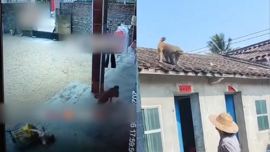 二人生猴子的全程无盖被子