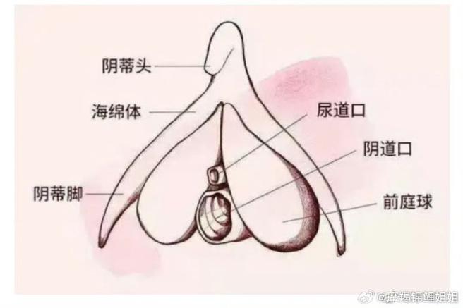什么是大荫蒂BBBBBB大荫蒂