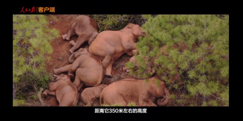 大象为何总能三秒内回家