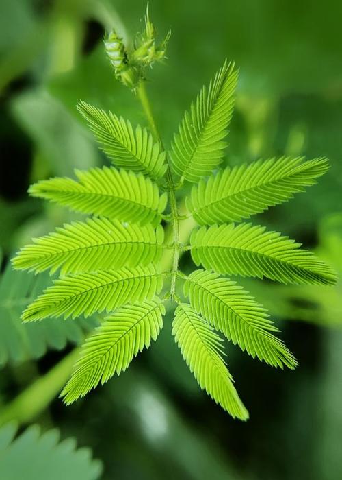 含羞草是清清爽爽的