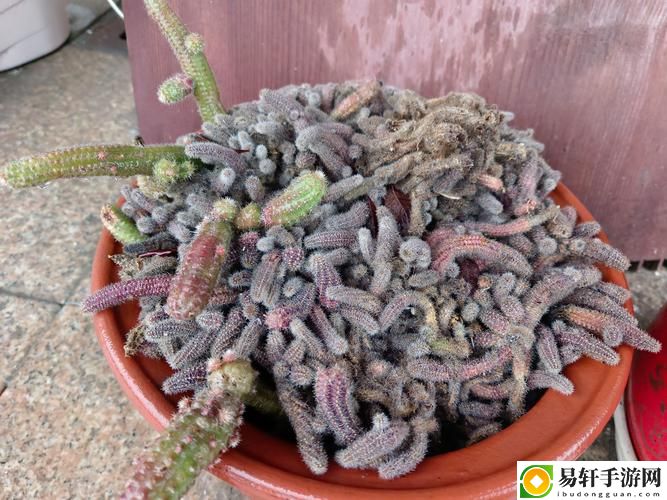 他的舌头探进蜜源毛毛虫说说视频