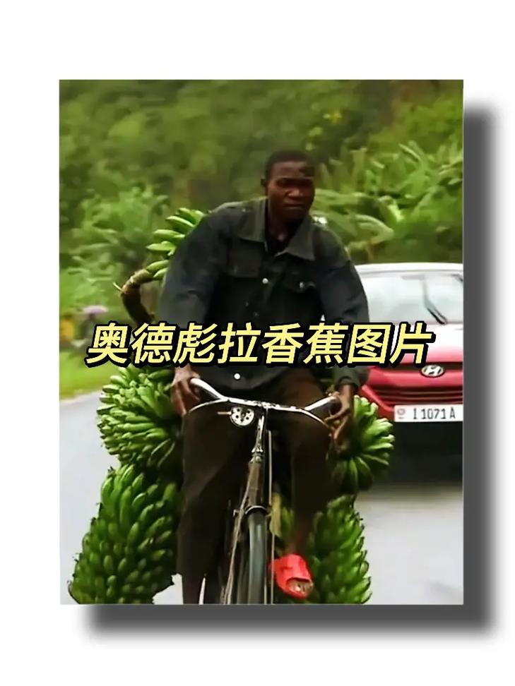 香蕉含羞草绿巨人