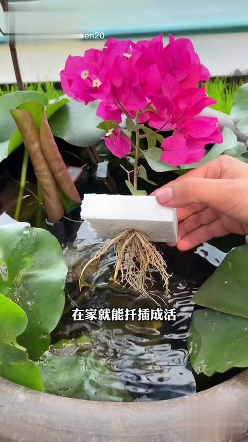 全面解析扦插bb有什么好处视频，教你掌握最佳技巧