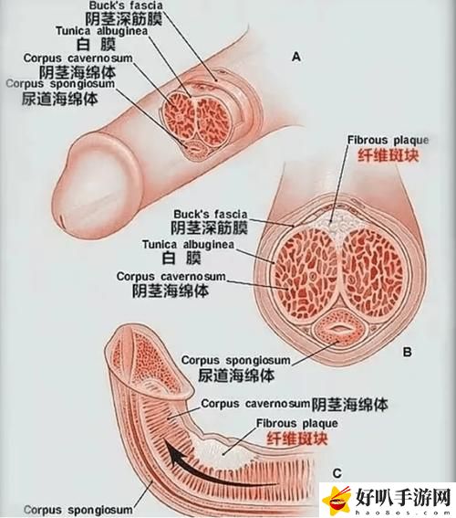 《勃起》无删减版揭秘